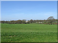 Gate Field/Old Land Field