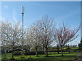 Mobile Phone Mast and cherry trees