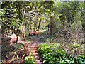 Kingston Pool Covert (South) Local Nature Reserve