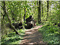 Kingston Pool Covert (South) Local Nature Reserve