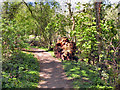 Kingston Pool Covert (South) Local Nature Reserve