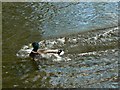 Mallard drake setting down on the River Nadder, Salisbury (2 of 2)