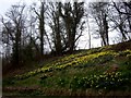 Daffodils at Stanley Mills