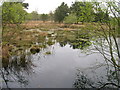 SE6437 : Wetland, Skipwith Common by JThomas