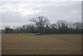 Tree in a field, Cromwell Moor