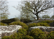 SK2262 : Bilberries and trees among the rocks at Cratcliff by Andrew Hill