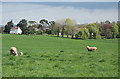 Cullompton: towards Trumps Barn