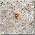 Seven-spot Ladybird