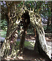 Trunk of the old Yew