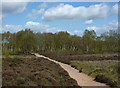 SK2463 : Stanton Moor, from heath to birch woodland by Andrew Hill