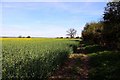 Footpath by the field