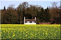 Field of rape near Didcot