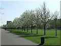 Spring in Burgess Park