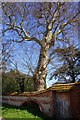 Wall over the tree roots