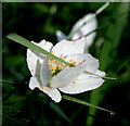 Hedgerow flower