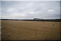 Sheep grazing by the East Coast Main Line