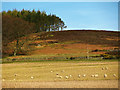 Farmland near Bykenhillock