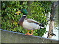 Mallard drake surveying his territory by Stonebridge Pond