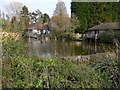 Southern edge of large pond to the north of Old Place in Pulborough