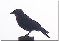 Jackdaw on a post