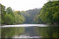 River Tees near Bolton Park Wood