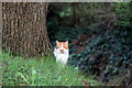 Cat in Churchyard, St John