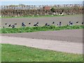 Black bag crop, off Hundred End Lane