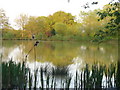 Fourwents Pond at Holmwood Common