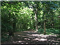 Footpath in Threehalfpenny Wood (2)