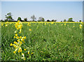 Cowslip carpet