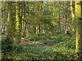 Bluebells in Booth Wood