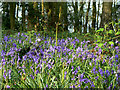 Bluebells in Booth Wood