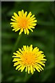 Dandelions by the footpath