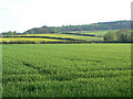 Fields near Nanpantan