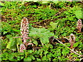 White Butterbur, Petasites albus