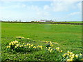 Wild daffodils by the M50