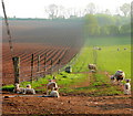 SO6624 : Ewes and lambs on Linton Ridge by Jonathan Billinger