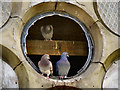 Pigeons at Astley Brook Cemetery Chapel