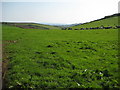 Cattle near Tregonhawke