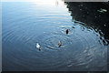 Rhoswiel, Llangollen Canal, Ducks - 1984