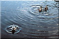 Rhoswiel, Llangollen Canal, Ducks - 1984