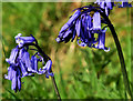 Bluebells, Belfast