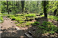 Moseley Bog Nature Reserve