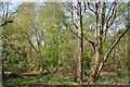 Moseley Bog Nature Reserve