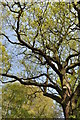 Moseley Bog Nature Reserve