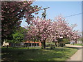 SE9302 : Cherry blossom at Manor Farm by Jonathan Thacker