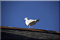 Herring Gull (Larus argentatus)