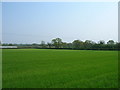 Farmland, Helmsley Common