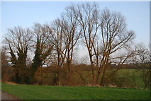 TQ2495 : Trees along Dollis Brook by N Chadwick