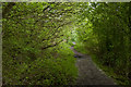 A woody footpath near Standish Lower Ground